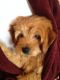 Goldendoodle Puppies for sale in Little Rock, AR, USA. price: NA