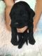 Goldendoodle Puppies for sale in Croghan, NY 13327, USA. price: $900