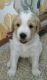 Goldendoodle Puppies for sale in Brandon, MN 56315, USA. price: NA