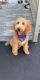 Goldendoodle Puppies for sale in Everett, MA 02149, USA. price: NA