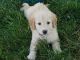 Goldendoodle Puppies for sale in West Manchester, OH 45382, USA. price: $1,200