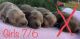 Goldendoodle Puppies for sale in Corunna, IN 46730, USA. price: NA