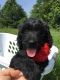 Goldendoodle Puppies for sale in Mt Sterling, KY 40353, USA. price: NA