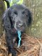Goldendoodle Puppies for sale in Gainesville, FL, USA. price: $900