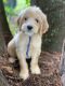 Goldendoodle Puppies for sale in Gainesville, FL, USA. price: $1,500