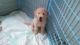 Goldendoodle Puppies for sale in Jerome, MI 49249, USA. price: $1,000