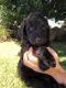 Goldendoodle Puppies for sale in Homeland, CA 92548, USA. price: $1,000