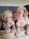Goldendoodle Puppies for sale in Sorento, IL 62086, USA. price: $900