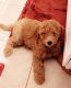 Goldendoodle Puppies for sale in Boynton Beach, FL, USA. price: NA