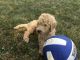 Goldendoodle Puppies for sale in Flora, IN, USA. price: NA