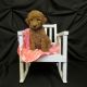 Goldendoodle Puppies for sale in Pleasantville, PA 15521, USA. price: NA