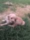 Goldendoodle Puppies for sale in Gladstone, MO, USA. price: NA