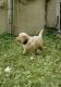 Goldendoodle Puppies for sale in Chattanooga, TN, USA. price: $900