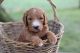 Goldendoodle Puppies for sale in Plain City, OH 43064, USA. price: NA