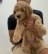 Goldendoodle Puppies for sale in Virginia Beach, VA, USA. price: $1,500