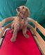 Goldendoodle Puppies for sale in Milwaukee, WI, USA. price: $1,300