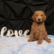 Goldendoodle Puppies for sale in Pleasantville, PA 15521, USA. price: NA