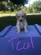 Goldendoodle Puppies for sale in Rodman, NY 13682, USA. price: NA