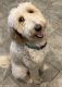 Goldendoodle Puppies for sale in Boyd, TX 76023, USA. price: NA