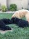 Goldendoodle Puppies for sale in Provo, UT, USA. price: $850