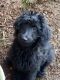 Goldendoodle Puppies for sale in Salem, OR, USA. price: $1,000