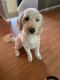 Goldendoodle Puppies for sale in Marysville, WA, USA. price: $100