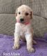 Goldendoodle Puppies for sale in Davenport, FL, USA. price: NA