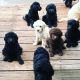 Goldendoodle Puppies for sale in Weiser, ID 83672, USA. price: NA