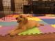 Goldendoodle Puppies for sale in Durant, OK, USA. price: NA