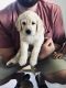 Goldendoodle Puppies for sale in Bridgeport, NY, USA. price: $500