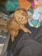 Goldendoodle Puppies for sale in Glen Ellyn, IL, USA. price: $900