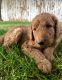 Goldendoodle Puppies for sale in Flagstaff, AZ, USA. price: NA