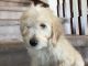 Goldendoodle Puppies for sale in Castle Rock, CO, USA. price: NA