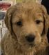 Goldendoodle Puppies for sale in Hartley, IA 51346, USA. price: NA