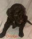 Goldendoodle Puppies for sale in Barling, AR, USA. price: NA