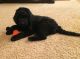 Goldendoodle Puppies for sale in Anderson, CA 96007, USA. price: $1,600