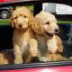 Goldendoodle Puppies for sale in Burton, MI, USA. price: $800