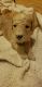Goldendoodle Puppies for sale in Stockton, CA, USA. price: NA