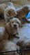 Goldendoodle Puppies for sale in Ontario, CA, USA. price: NA