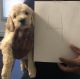 Goldendoodle Puppies for sale in North Providence, RI 02908, USA. price: $1,500