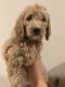 Goldendoodle Puppies for sale in Jurupa Valley, CA, USA. price: NA
