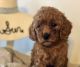 Goldendoodle Puppies for sale in Preston, ID 83263, USA. price: NA