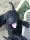 Goldendoodle Puppies for sale in White Mills, KY 42788, USA. price: $300