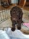 Goldendoodle Puppies for sale in Kewaskum, WI 53040, USA. price: NA