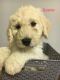 Goldendoodle Puppies for sale in Beavercreek, OH, USA. price: $1,250