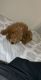 Goldendoodle Puppies for sale in Tuscaloosa, AL, USA. price: NA
