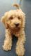 Goldendoodle Puppies for sale in Lakewood, CO, USA. price: NA