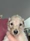 Goldendoodle Puppies for sale in Bay City, MI, USA. price: $1,200