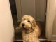 Goldendoodle Puppies for sale in 11200 Cherry Hill Rd, Beltsville, MD 20705, USA. price: NA