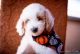 Goldendoodle Puppies for sale in Tucson, AZ, USA. price: NA